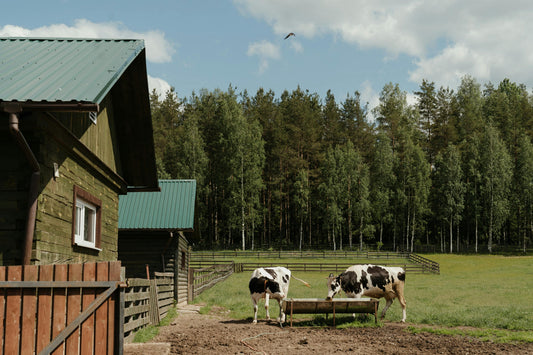 Beef Tallow Moisturizer 101: Why Grass-Fed, U.S.-Based Tallow Is Better